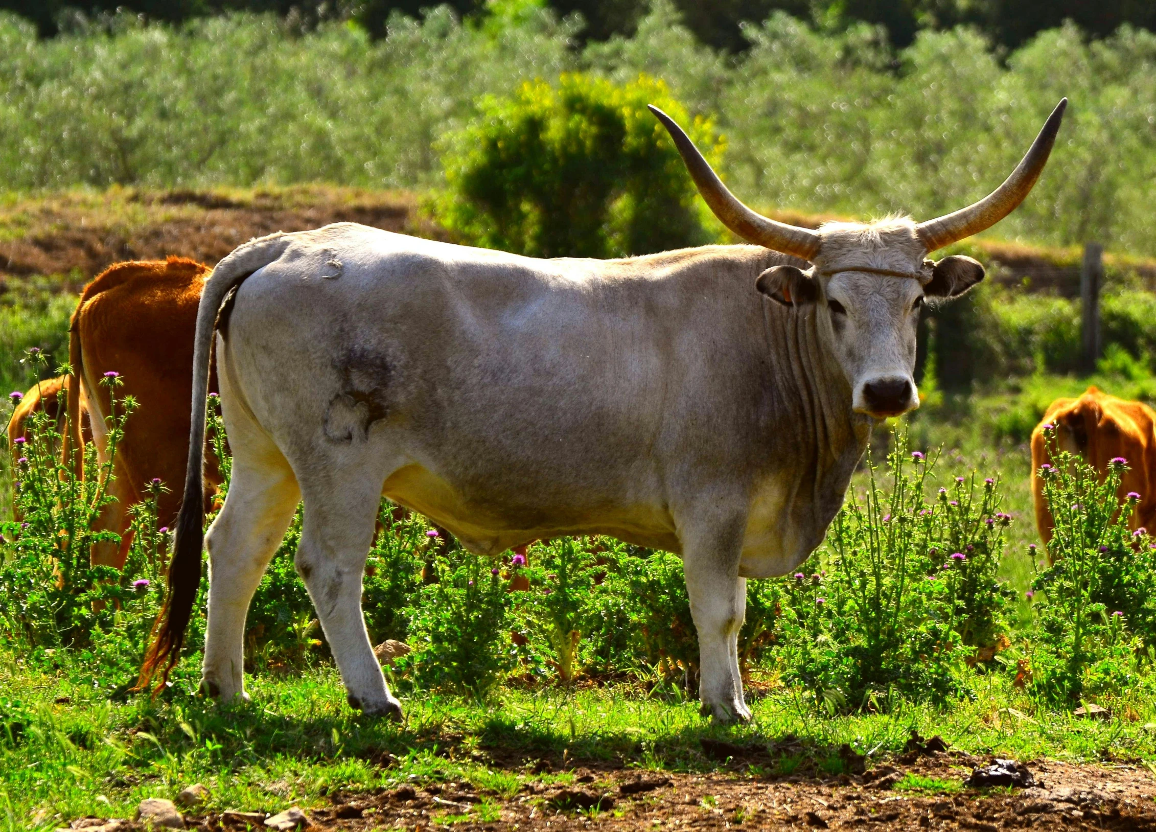 an image of some cows standing in the grass