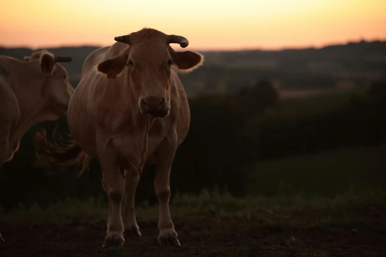 two cows standing in a field at sunset