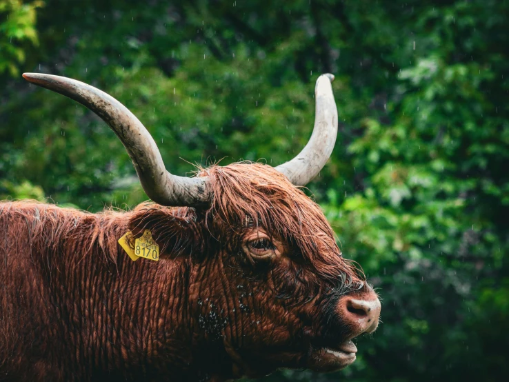 an ox with very large horns standing in the rain