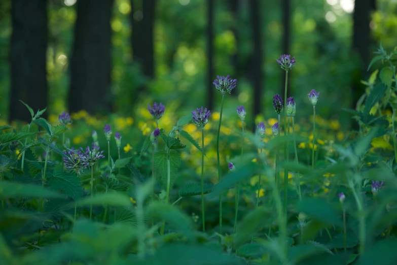 wildflowers grow in tall grass and trees