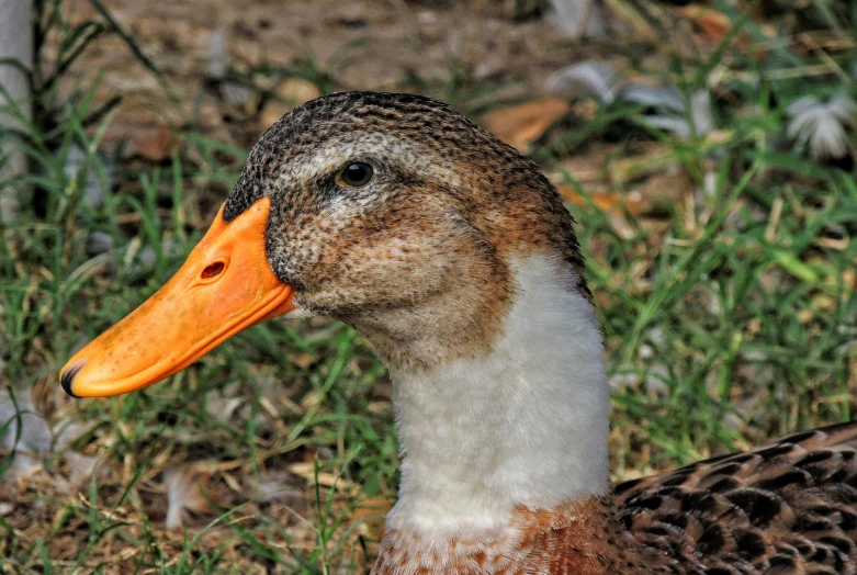 the duck is in the field and has long neck
