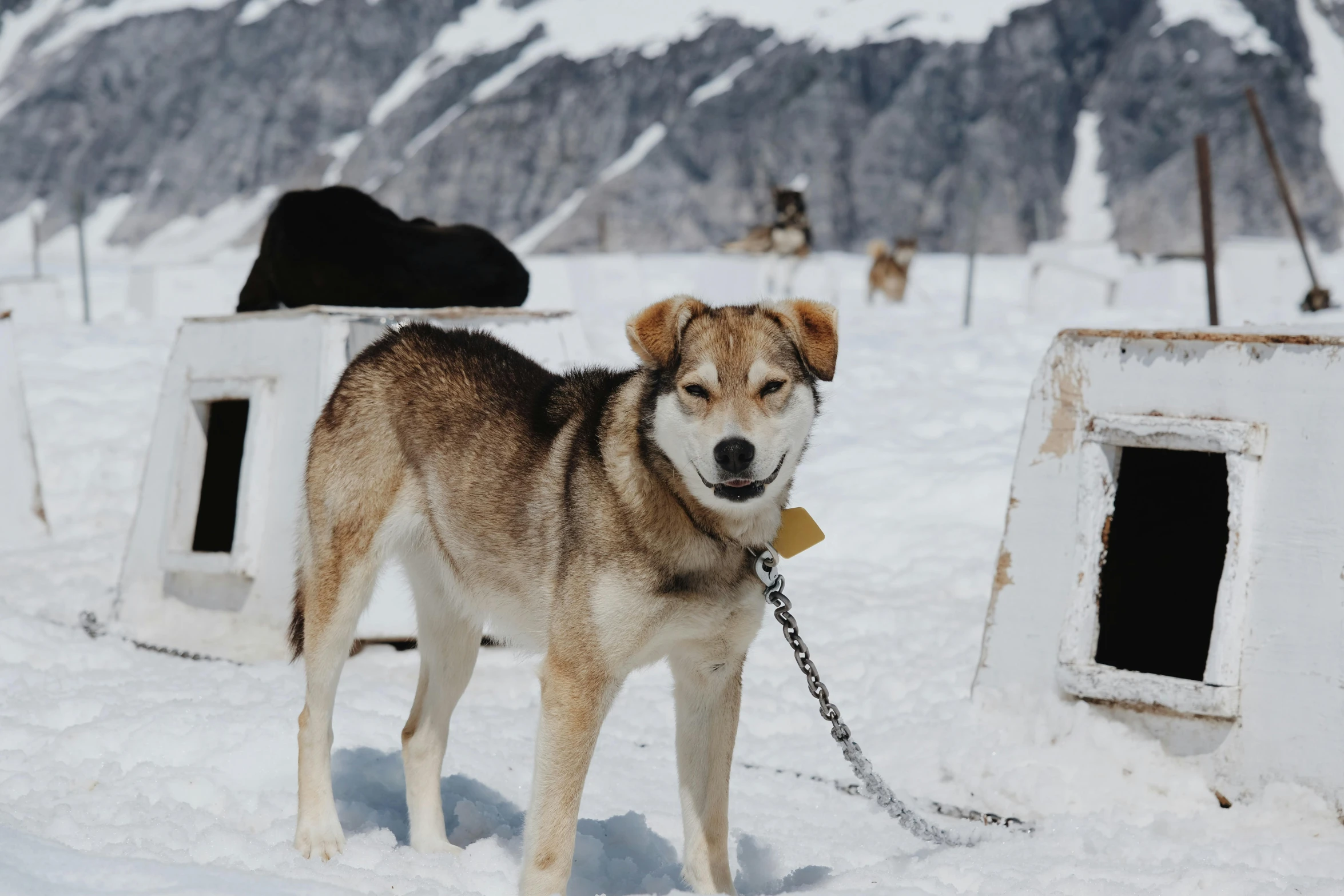a large dog tied to a chain in the snow