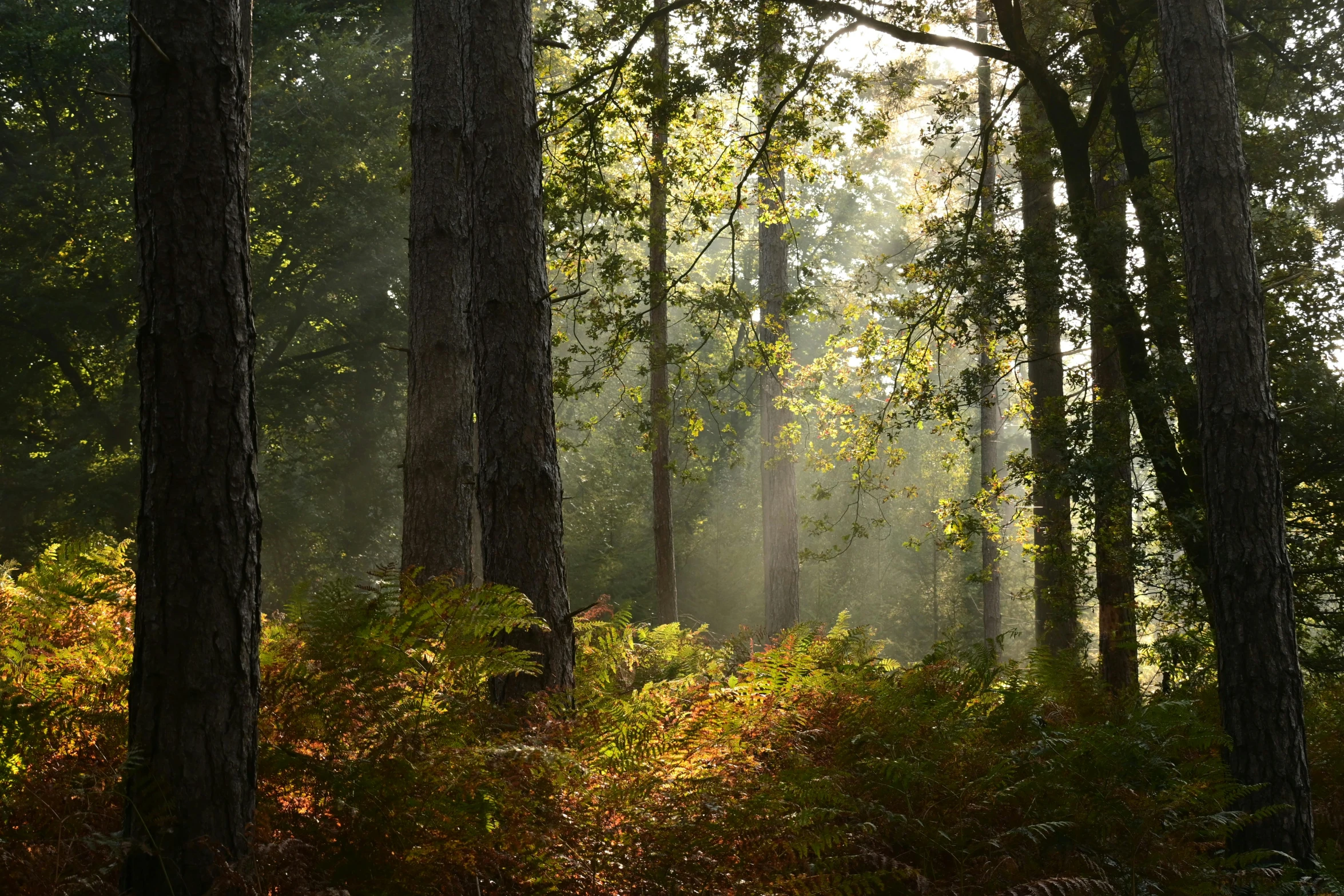 sun shines through the trees in the woods