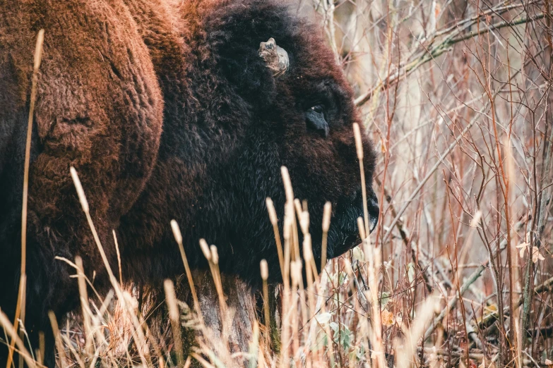 the buffalo is walking through tall grass by himself