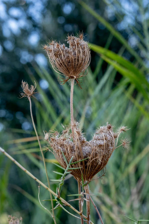 a plant that has been in the wild