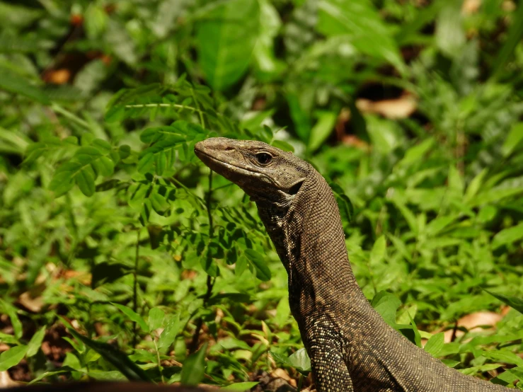 the lizard is sitting in the green grass