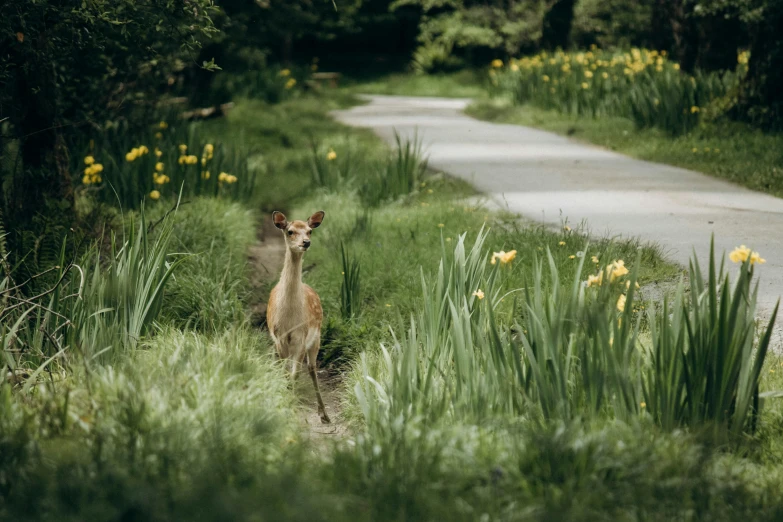 an animal that is walking through the grass