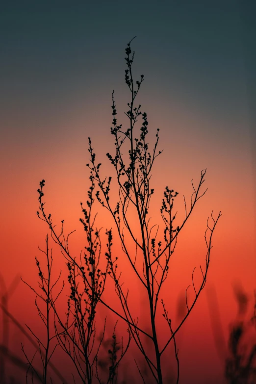 sunset in the background of tree nches with no leaves