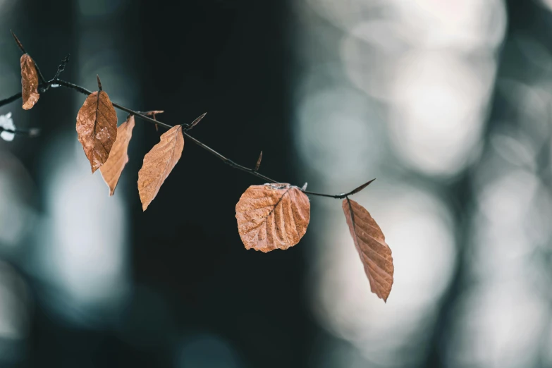 the leaves on this nch have been turned brown