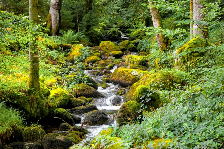 a small river in the middle of a wooded area