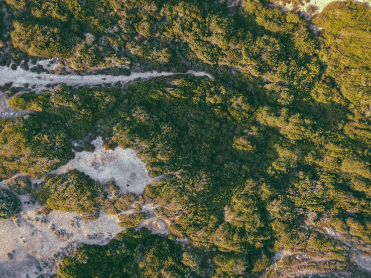 aerial pograph of wooded land with a winding path