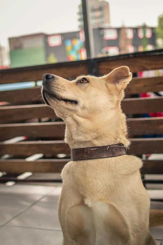 a brown dog standing next to a park bench