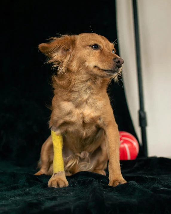 a dog with a toy in its paws sitting on a blanket