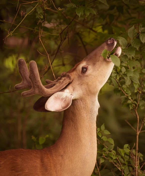 there is a deer looking at soing in the air