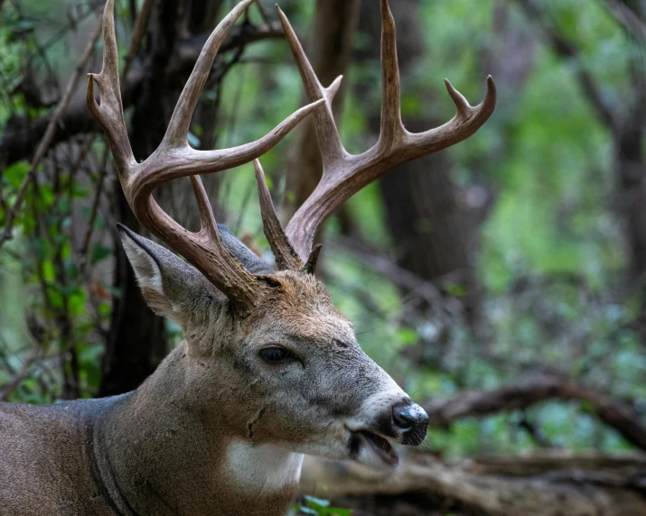 a deer that is standing in the woods