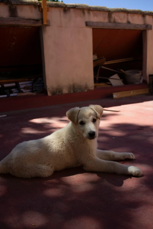 a light tan dog laying on the ground next to a building