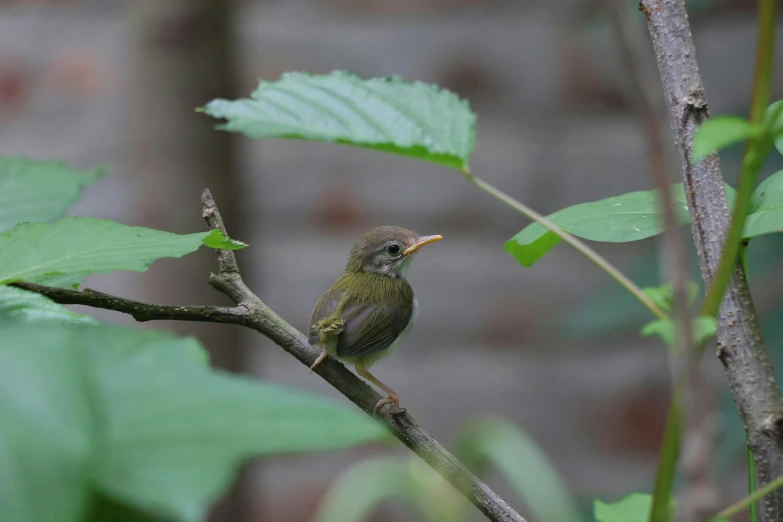 a small bird sitting on a tree nch