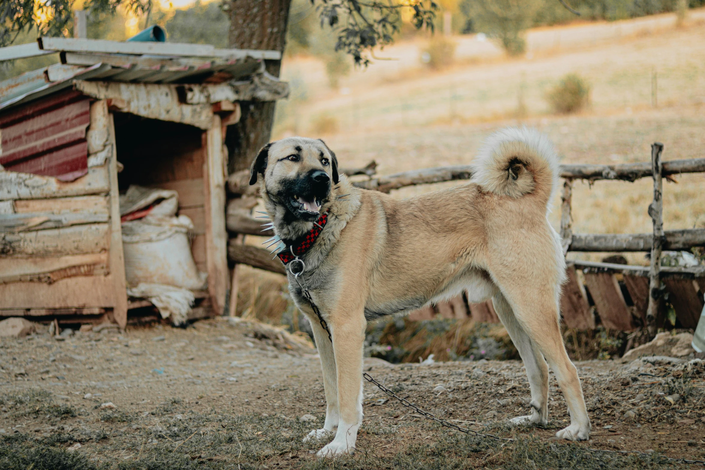 a big, gy, brown dog is standing in the dirt