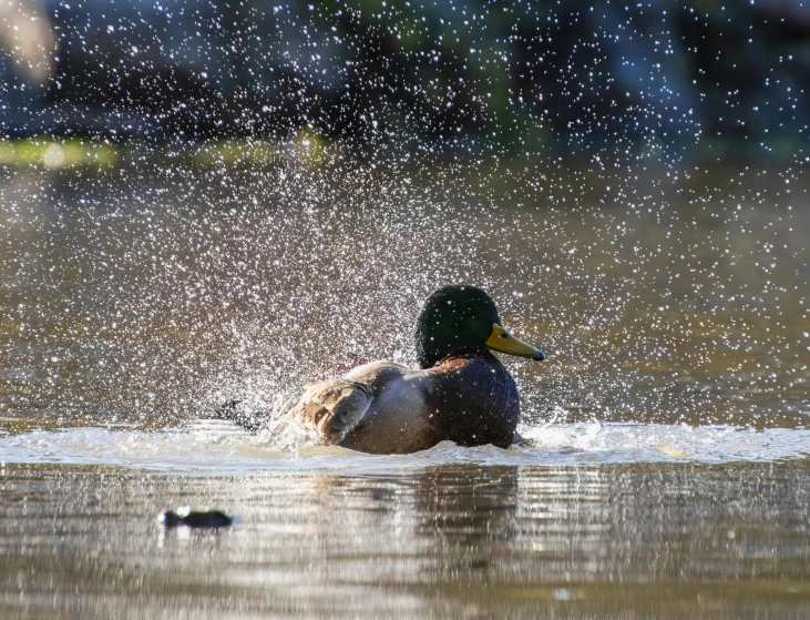 a duck is splashing water on its head