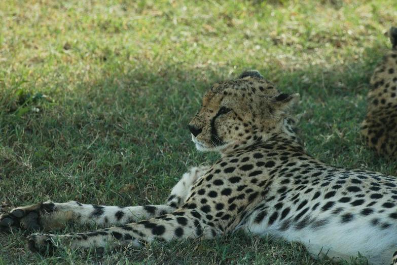 two cheetah's are relaxing in the shade