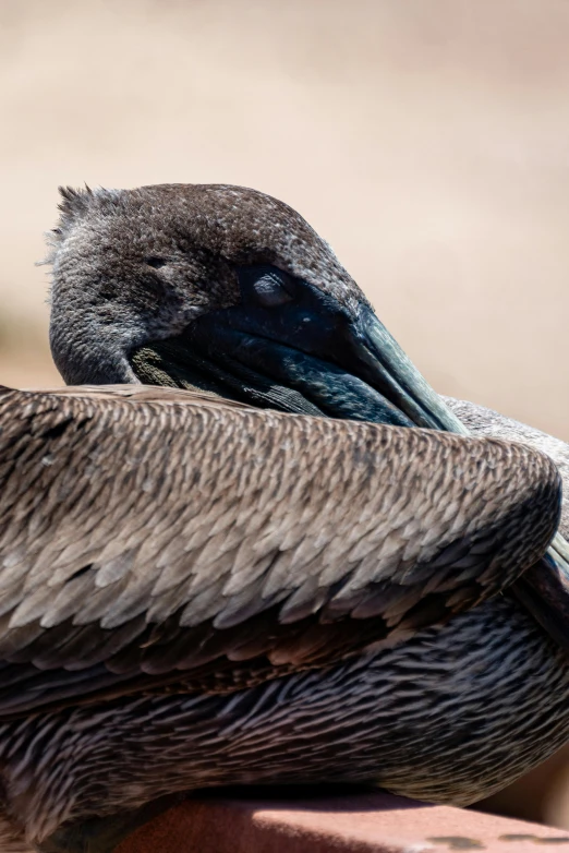 a close - up po of a bird's head with feathers