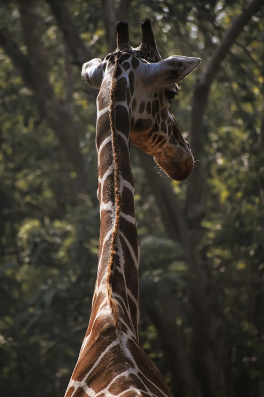 the head of a giraffe in front of a tree