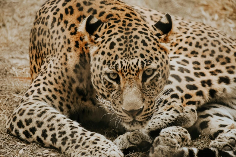 the black and white leopard is laying on the grass