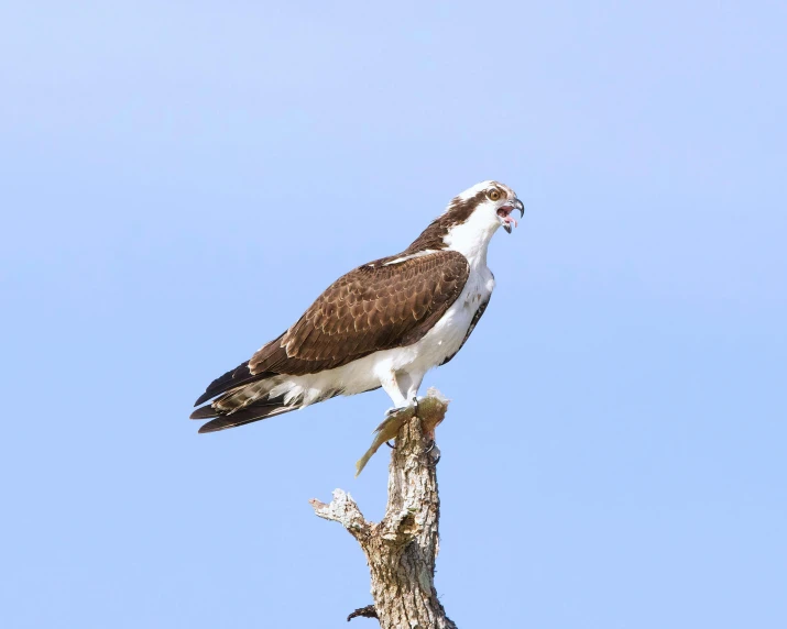 an eagle sits in a tree and holds its prey