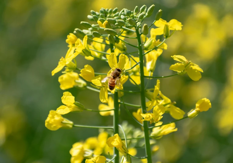 the bee is sitting on top of the yellow flower