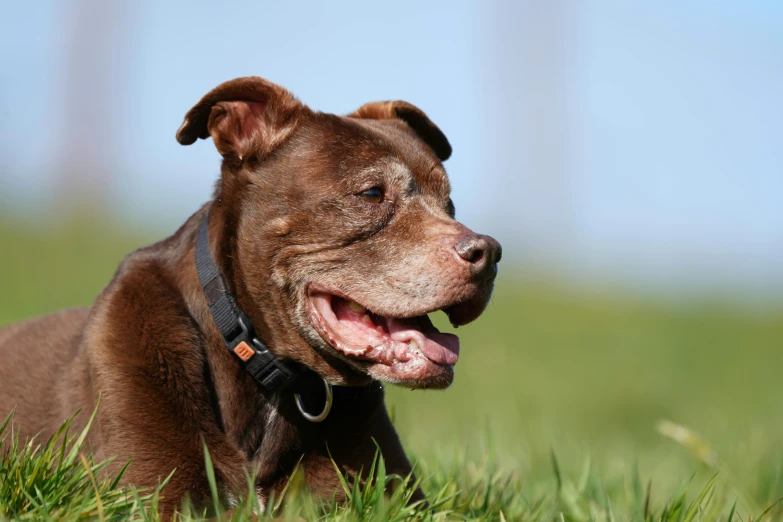 a brown dog lying in the grass on top of grass