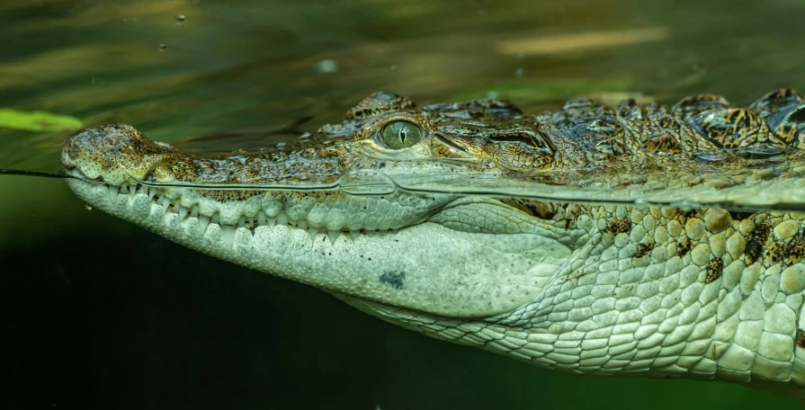 closeup s of a crocodile's face looking down at the water