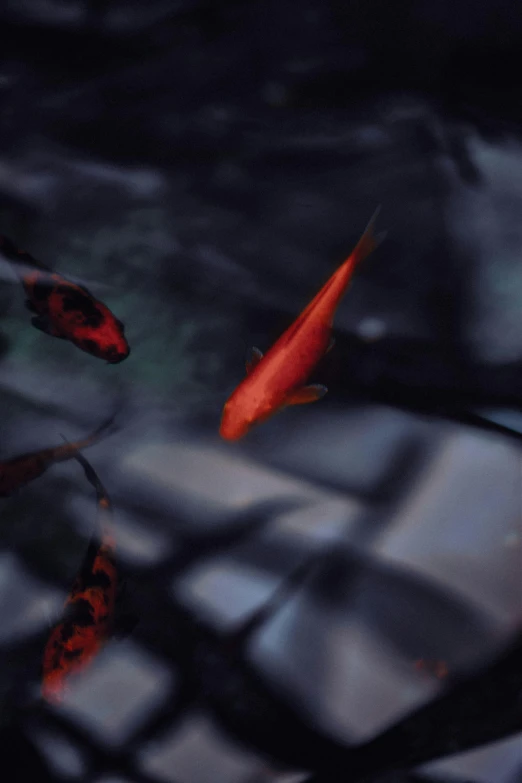 a group of small red and black fish floating on water