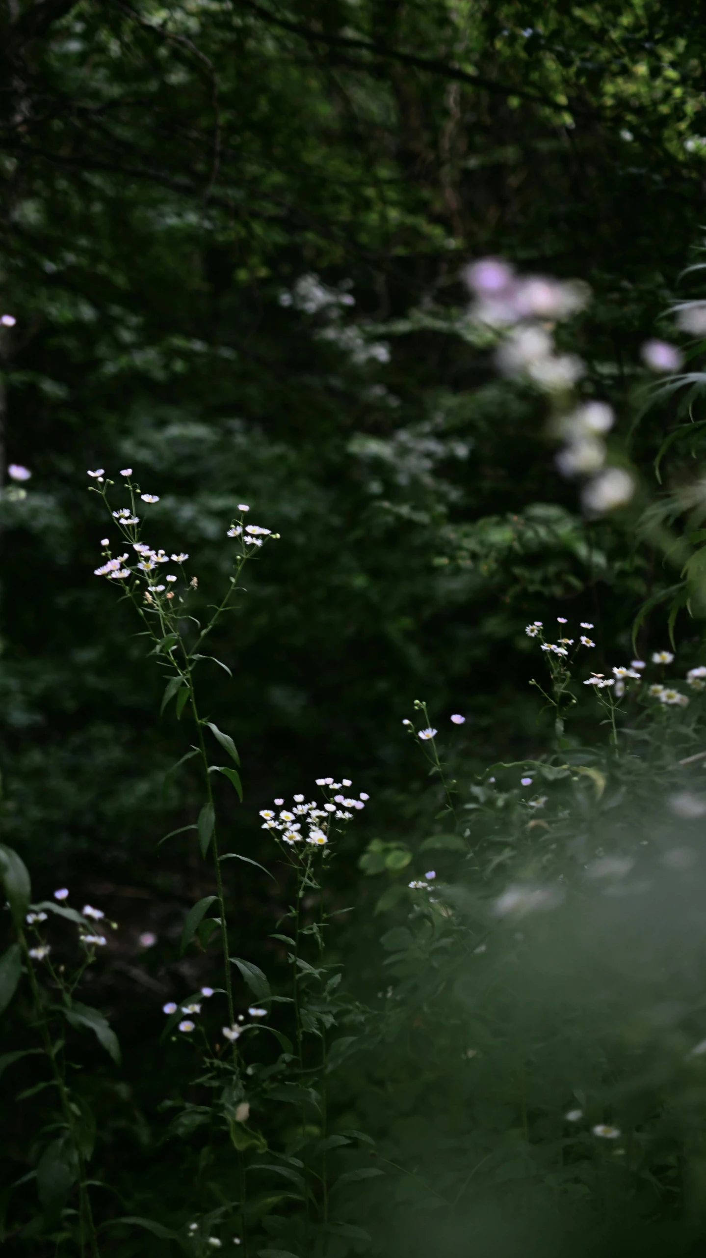 white flowers growing in the woods surrounded by trees