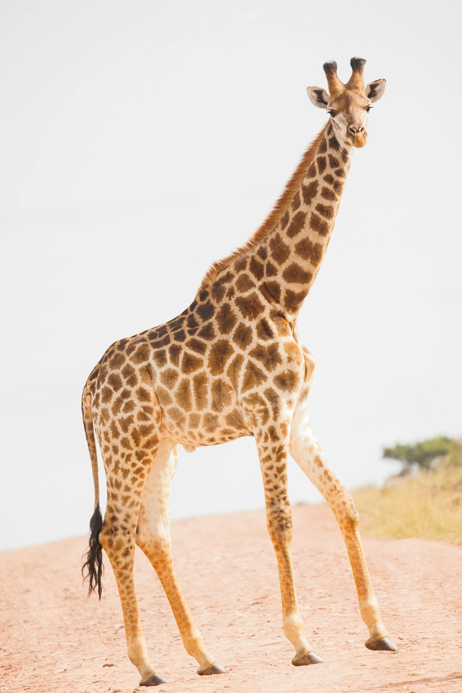 a giraffe is standing on some sand in the open