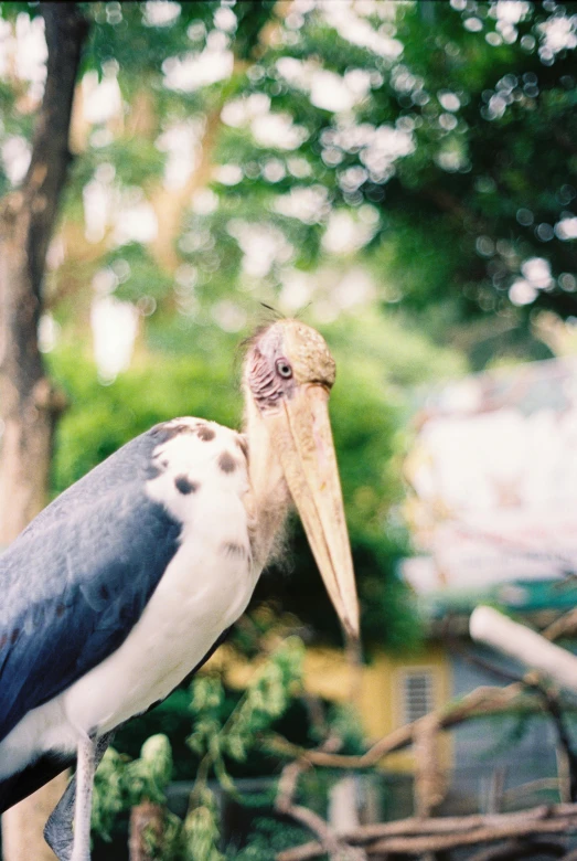 an exotic bird looks like a stork