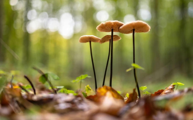 three mushrooms are growing out of the ground