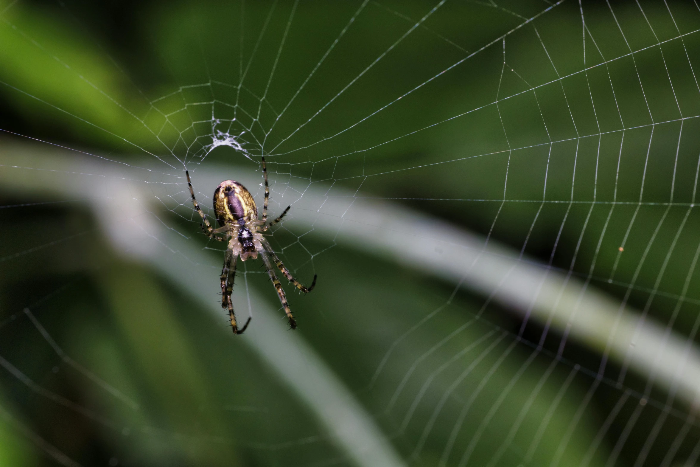 a spider sits on the inside of its web