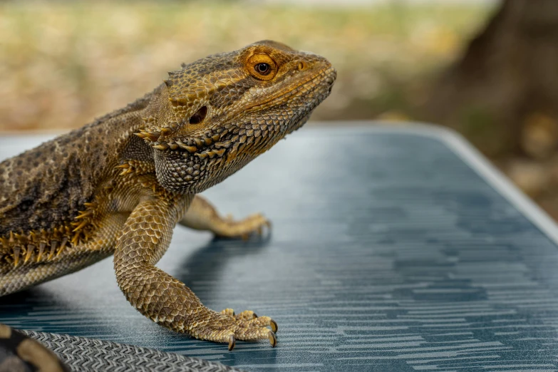 a bearded gecko sits on a gray table