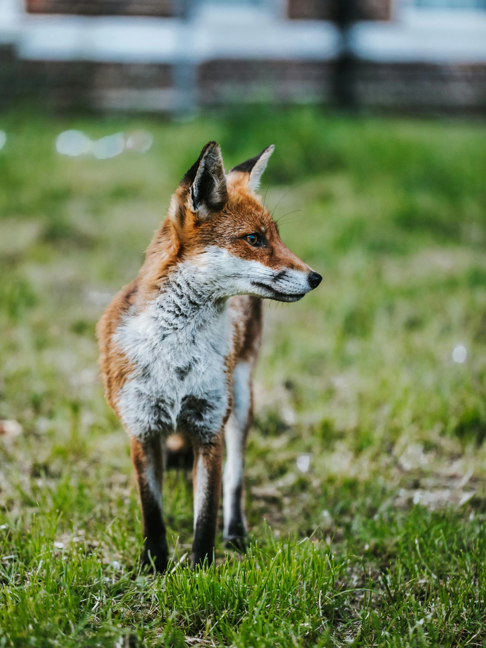 a small red fox standing on a lush green field