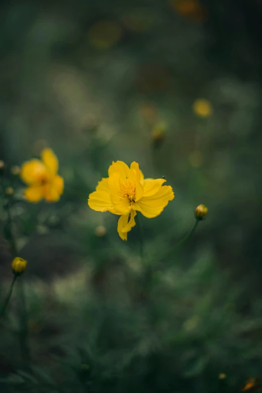 the bright yellow flower is near green grass