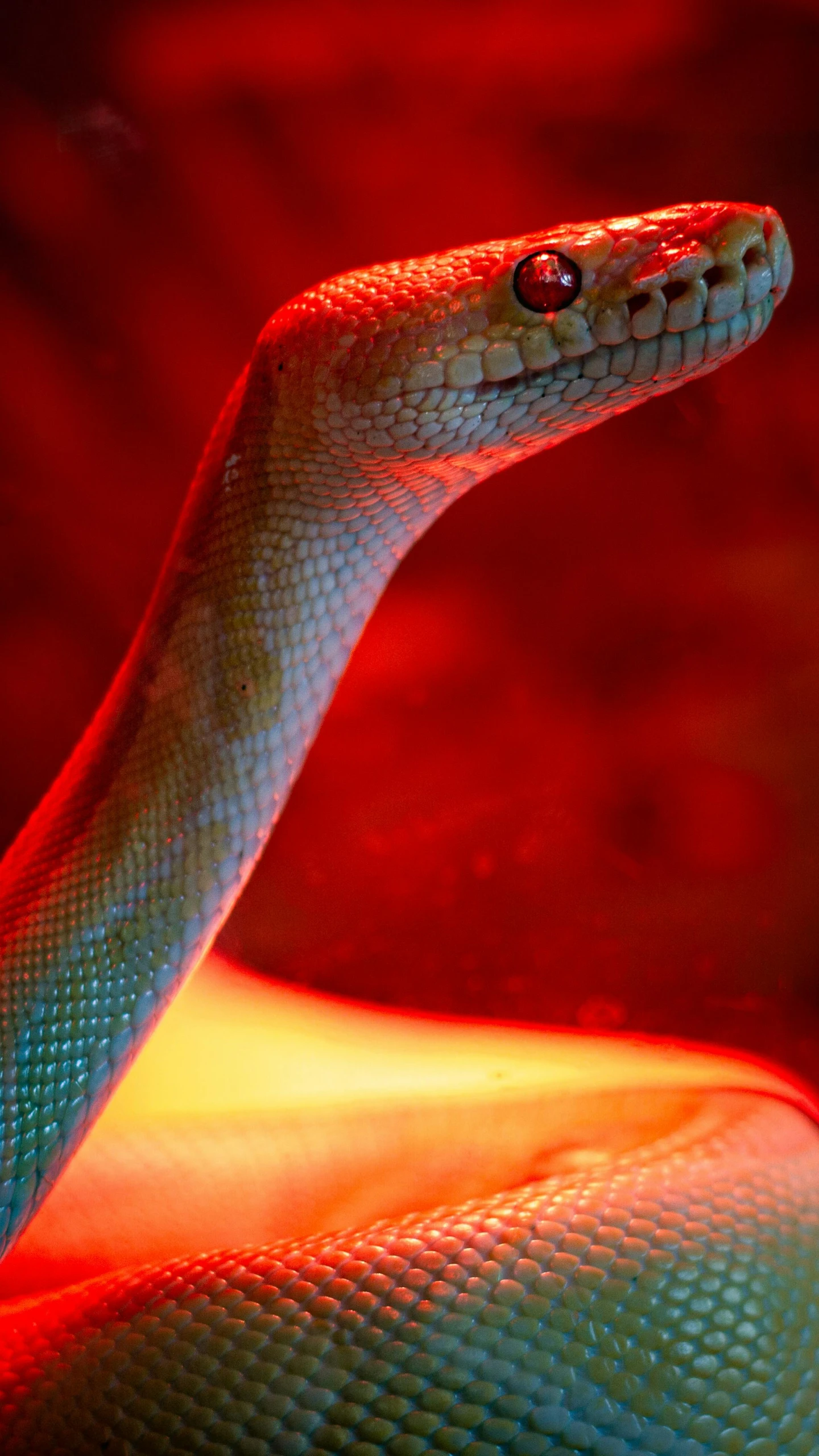 a close up of a snake with orange glowers