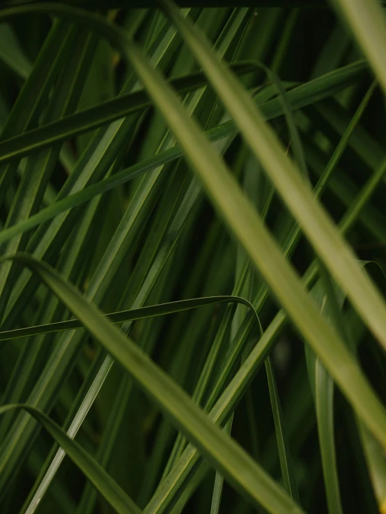 a close - up of the green, pointed leaves of a palm tree