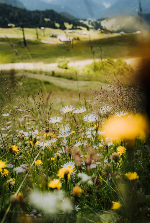 some flowers and mountains are in the background