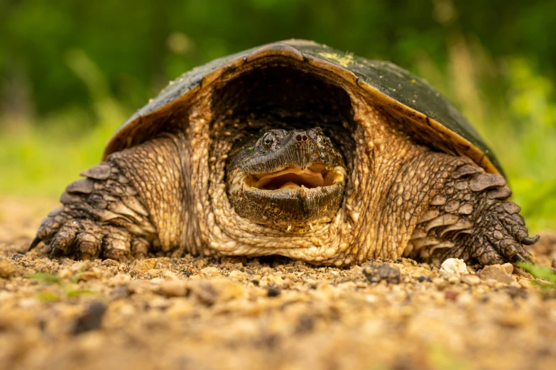 an image of a big turtle going for a walk