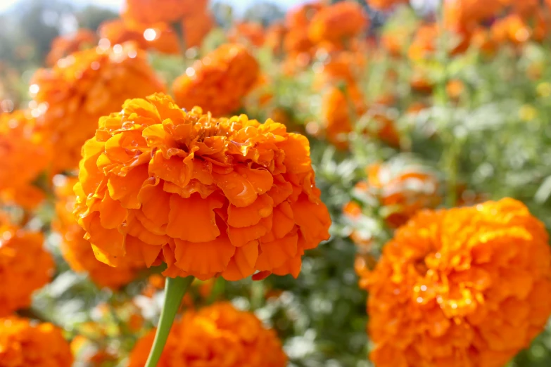 this is an image of flowers and sunshine