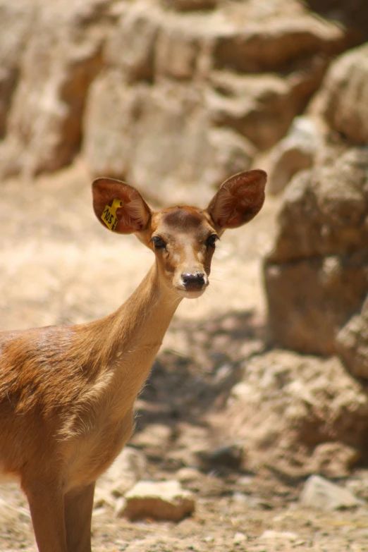 there is a deer with a small head in the sand