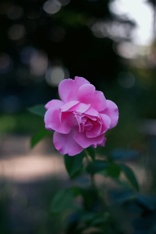 a pink flower blooming in a garden