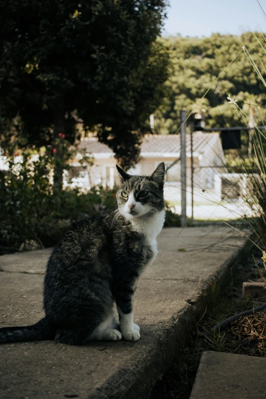 grey and white cat sitting on cement outdoors