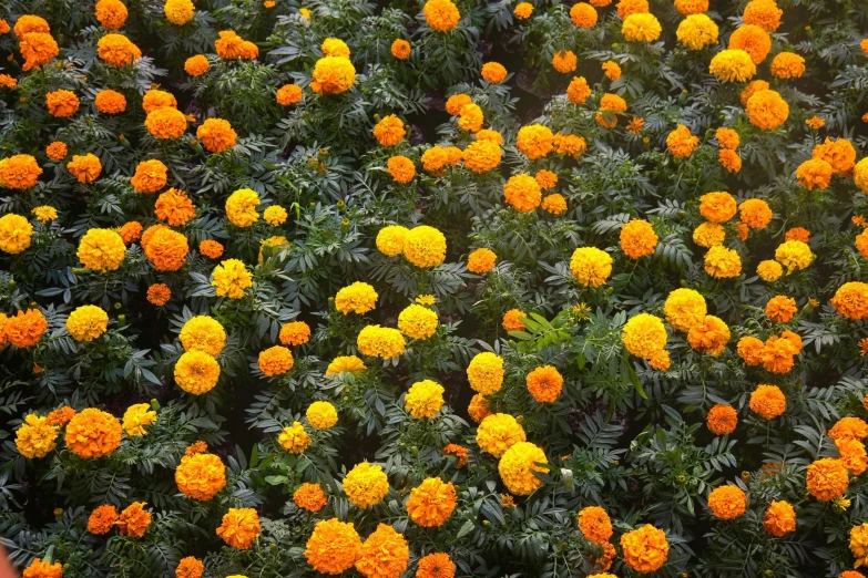 several yellow flowers growing in a patch of brush