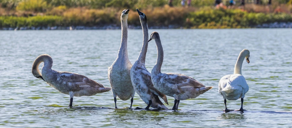 four white and brown birds on the water